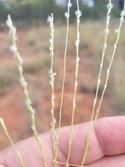 Digitaria ammophila