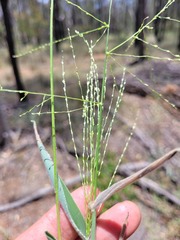 Digitaria breviglumis