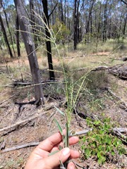 Digitaria breviglumis