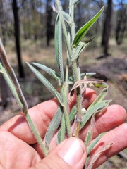 Digitaria breviglumis