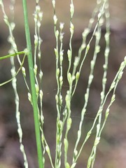 Digitaria breviglumis