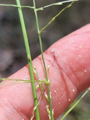 Digitaria breviglumis