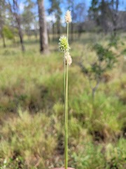 Enneapogon lindleyanus