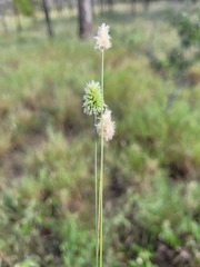 Enneapogon lindleyanus