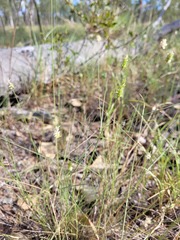 Enneapogon lindleyanus