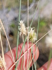 Enneapogon lindleyanus