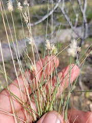 Enneapogon lindleyanus