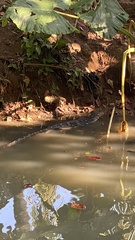 Varanus salvator salvator