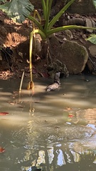 Varanus salvator salvator