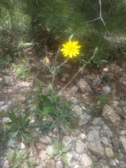 Tragopogon undulatus