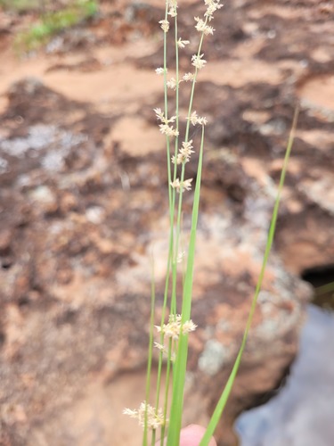 Eragrostis elongata