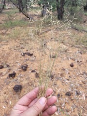 Eragrostis leptostachya
