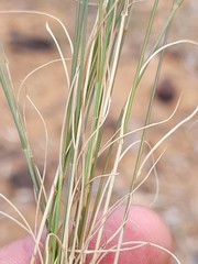 Eragrostis leptostachya