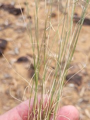 Eragrostis leptostachya