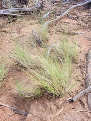 Eragrostis leptostachya