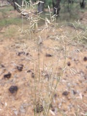 Eragrostis leptostachya
