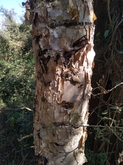 Senegalia polyacantha