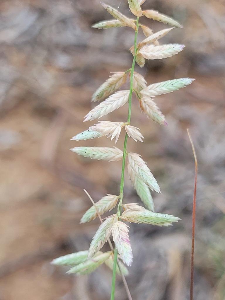 Eragrostis sororia
