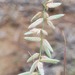 Eragrostis sororia - Photo (c) Darren Fielder, some rights reserved (CC BY-NC), uploaded by Darren Fielder