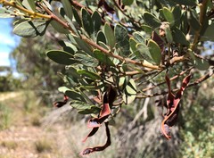 Acacia brachybotrya