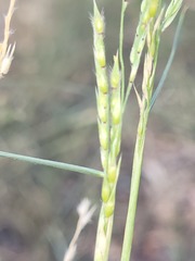 Eriochloa pseudoacrotricha