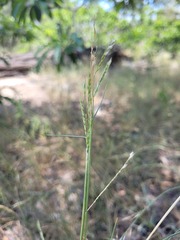 Eriochloa pseudoacrotricha