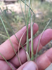Eriochloa pseudoacrotricha