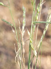 Eriochloa pseudoacrotricha