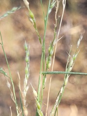 Eriochloa pseudoacrotricha
