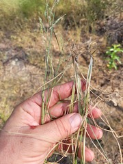 Eriochloa pseudoacrotricha