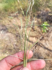 Eriochloa pseudoacrotricha