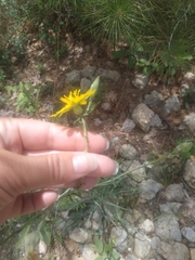 Tragopogon undulatus