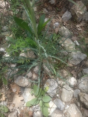 Tragopogon undulatus