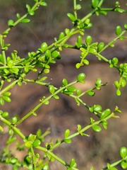 Everistia vacciniifolia vacciniifolia