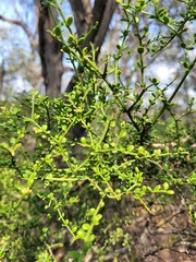 Everistia vacciniifolia vacciniifolia