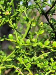 Everistia vacciniifolia vacciniifolia