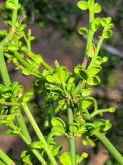 Everistia vacciniifolia vacciniifolia