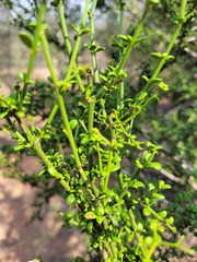 Everistia vacciniifolia vacciniifolia
