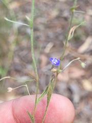 Evolvulus alsinoides decumbens