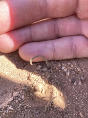 Calochortus kennedyi