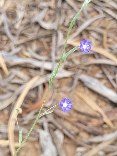 tropical speedwell