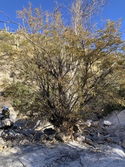 Eysenhardtia orthocarpa