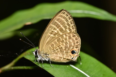 Nacaduba pactolus