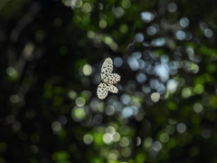 Idea hypermnestra linteata