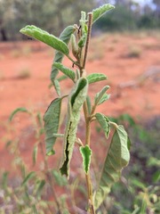 Hibiscus sturtii