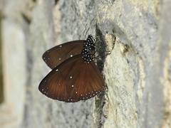 Euploea eunice