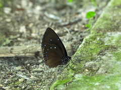 Euploea eunice
