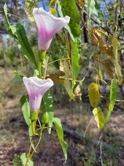 Ipomoea calobra