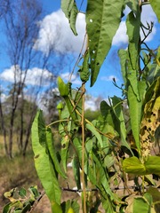 Ipomoea calobra