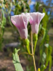 Ipomoea calobra